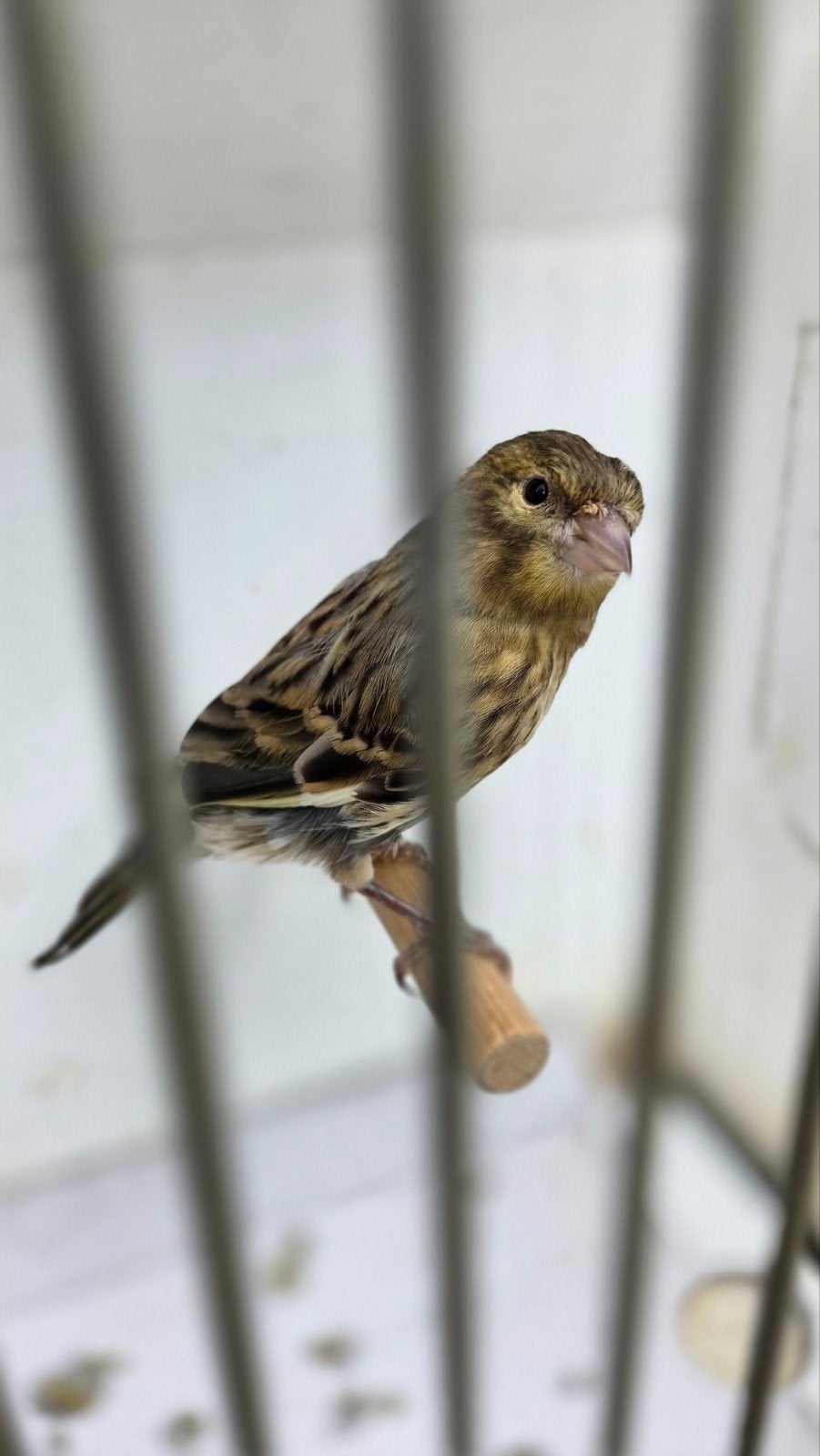 Kanarie Man groen 2026, Dieren en Toebehoren, Vogels | Kanaries, Mannelijk, Kleurkanarie