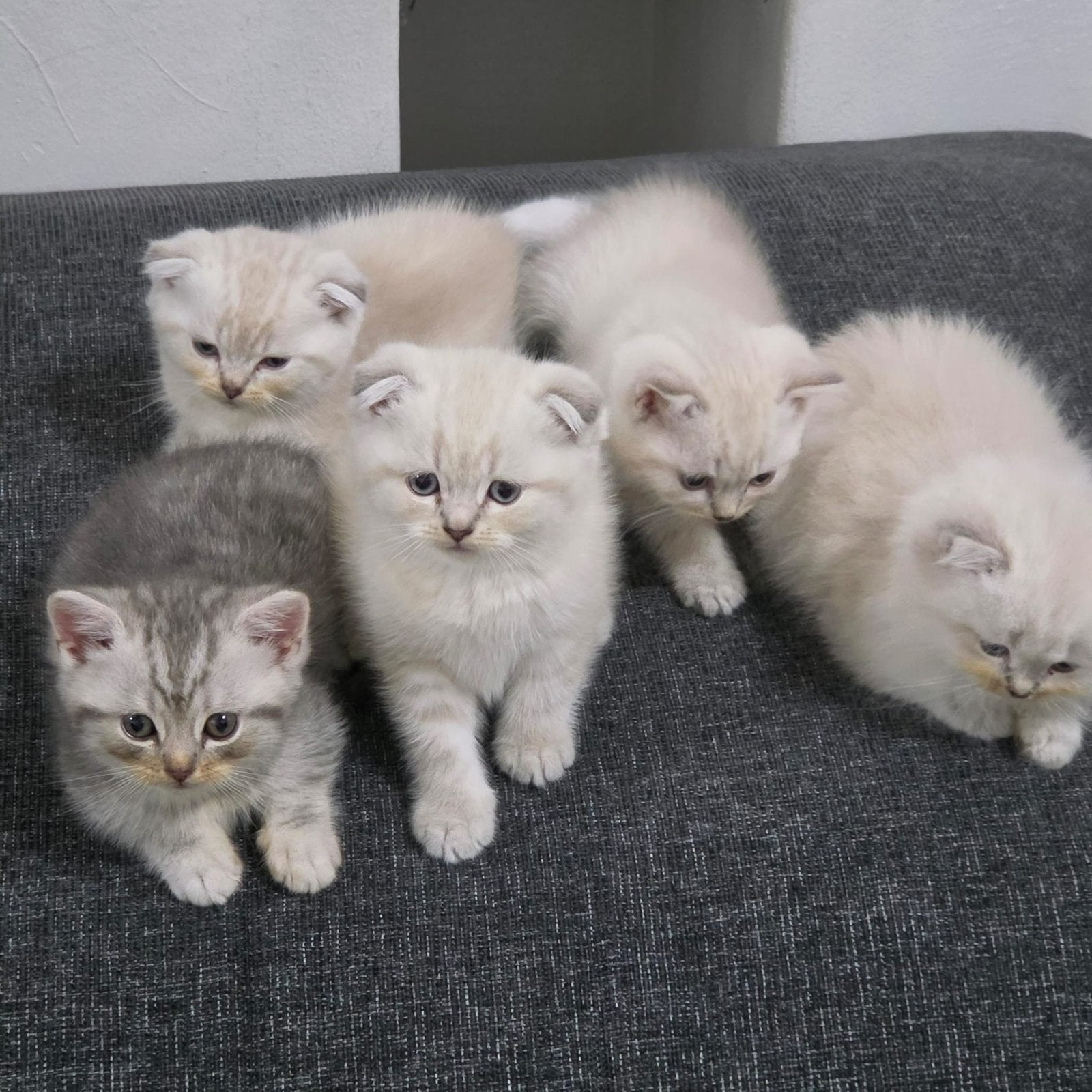 Kittens