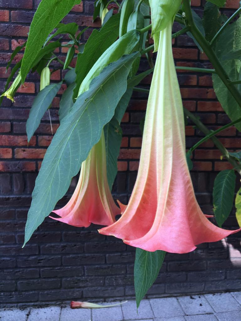 Brugmansia Roze geworteld in pot, Tuin en Terras, Planten | Tuinplanten, Ophalen, Overige soorten, Volle zon