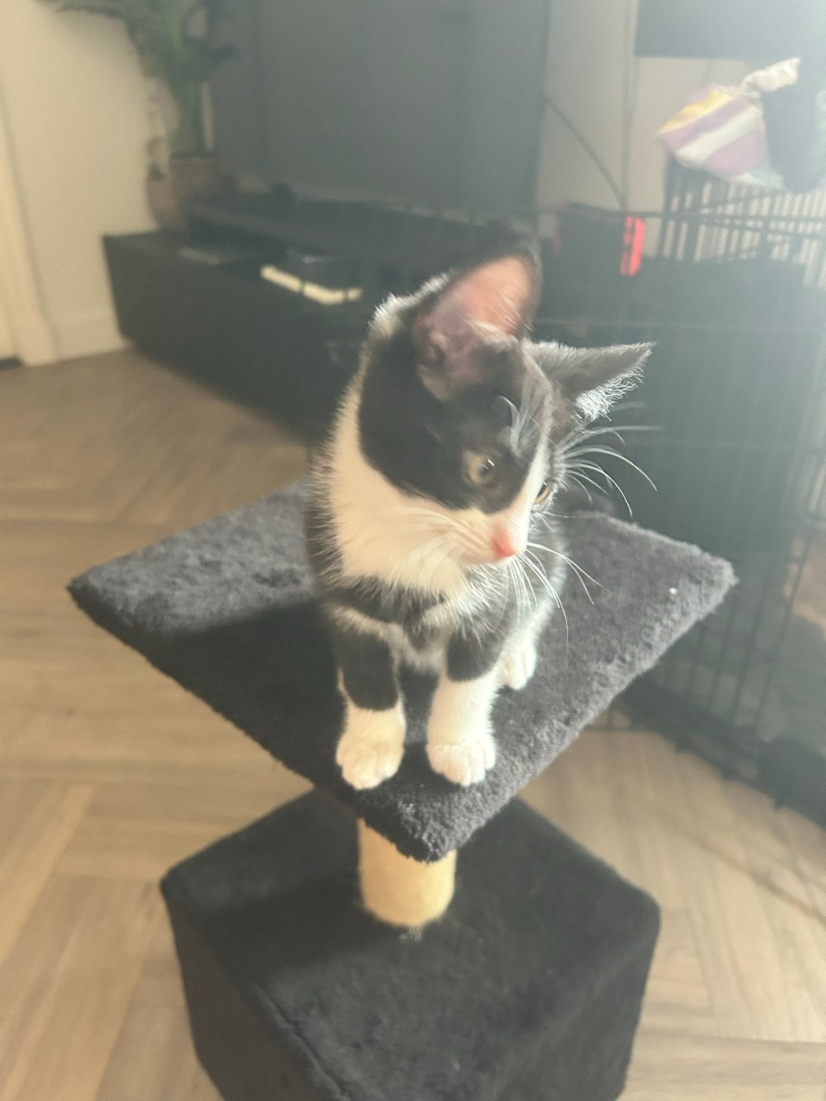 Jonge katjes, Dieren en Toebehoren, Kater