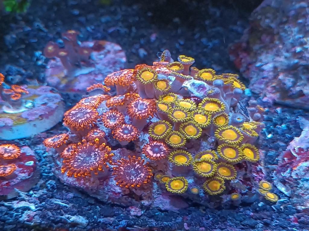 Utter Chaos en Tutti Frutti Zoanthus! (Koraal), Dieren en Toebehoren