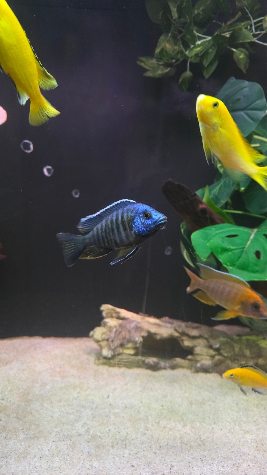 Prachtige Aulonocara Peacock / Multi Color Cichliden, Dieren en Toebehoren, Vis, Zoetwatervis, Schoolvis