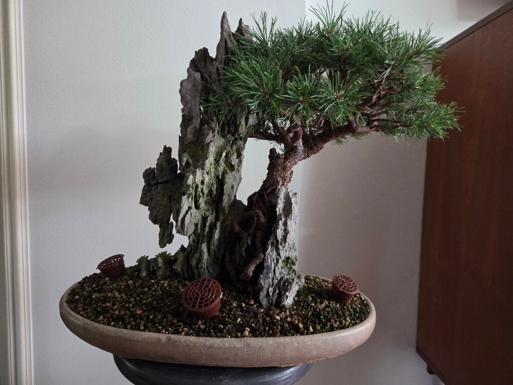 Bonsai, Tuin en Terras, Ophalen, Bloeit niet, Halfschaduw, Overige soorten