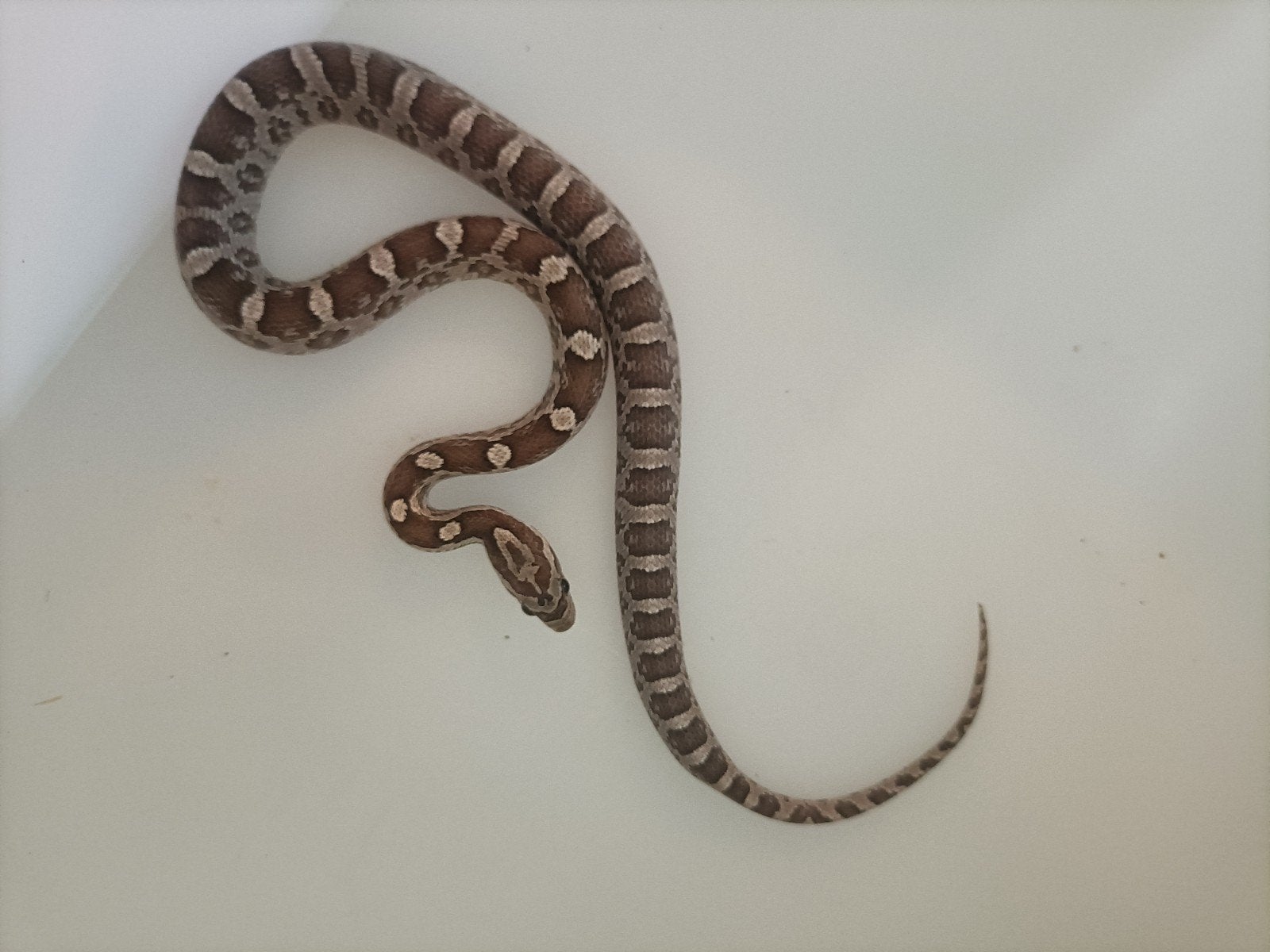 jonge rattenslangen Rat Snake photo 9