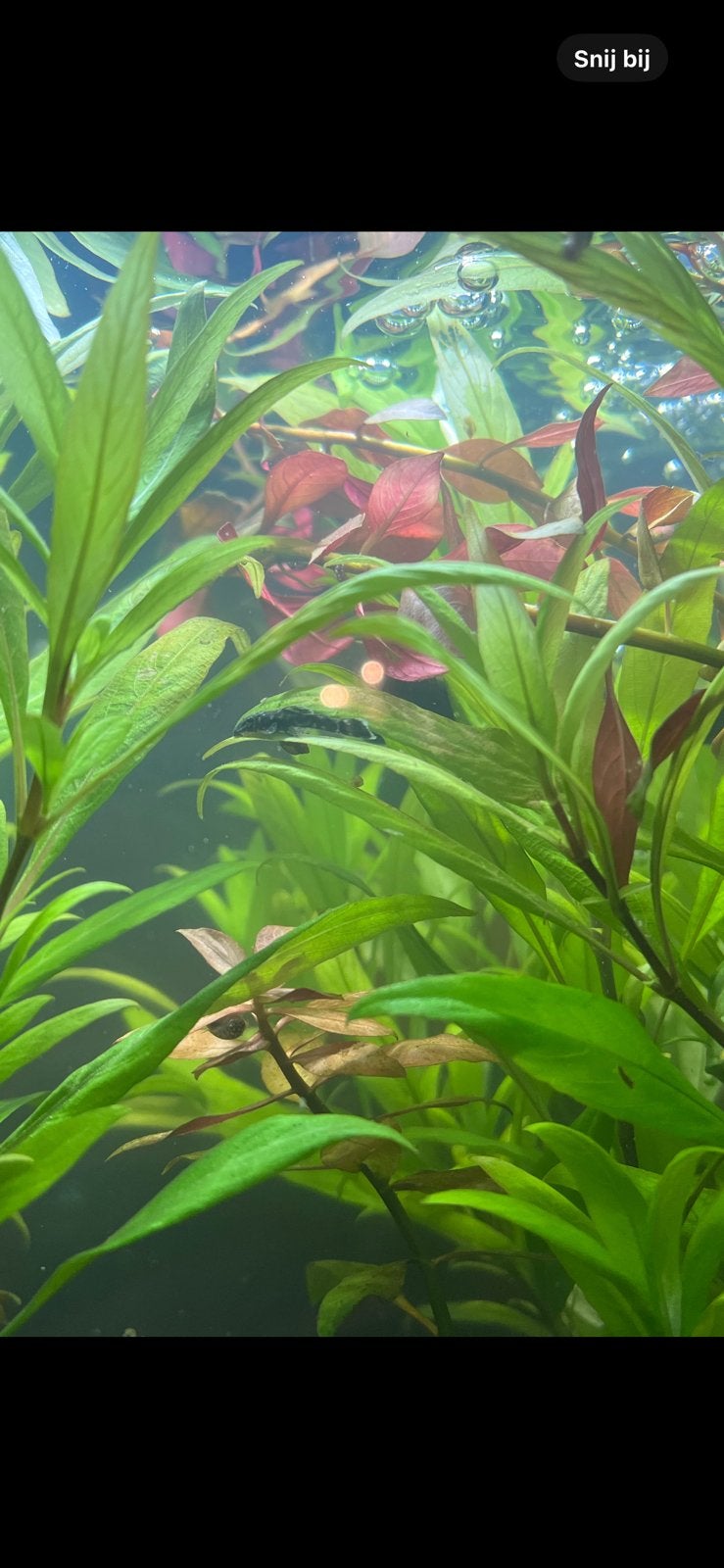 Waterplanten aqurium, Ophalen of Verzenden