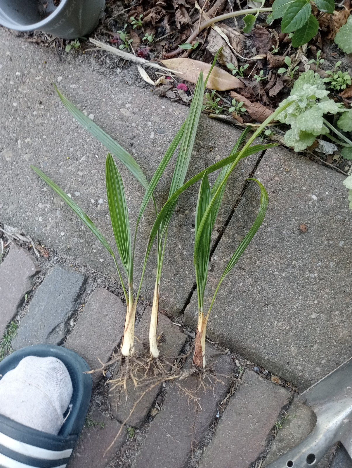 Trachycarpus fortunei., Tuin en Terras, Ophalen, Overige soorten, Volle zon