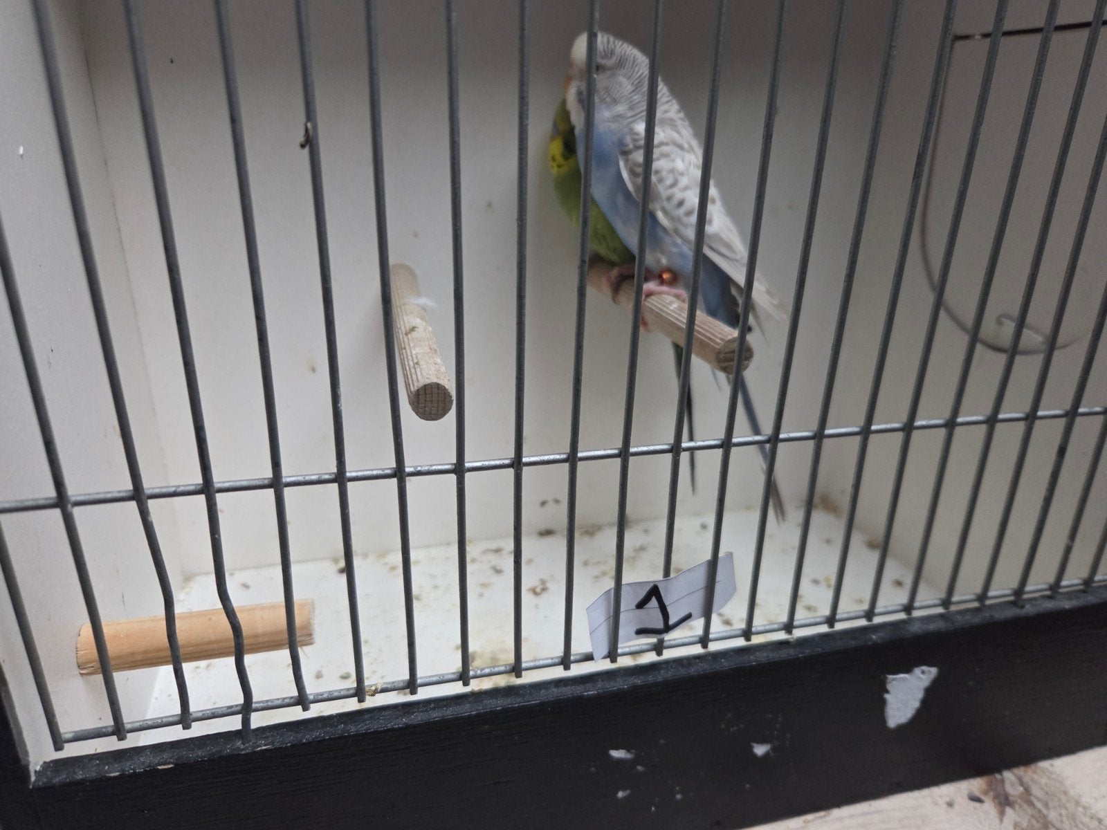 koppel  olijfgroen x split bf/bw dun fallow opaline redeye, Dieren en Toebehoren, Meerdere dieren, Parkiet