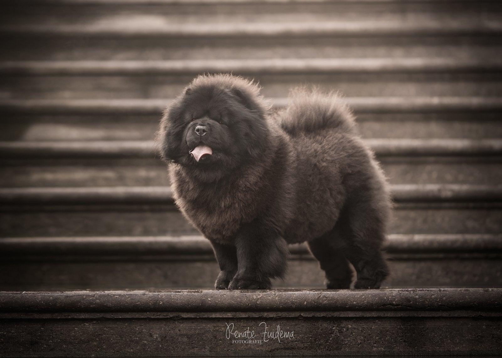 huisje gezocht voor 2 chow chow dames, Dieren en Toebehoren, 1 tot 2 jaar, Teef, Poolhond, Parvo