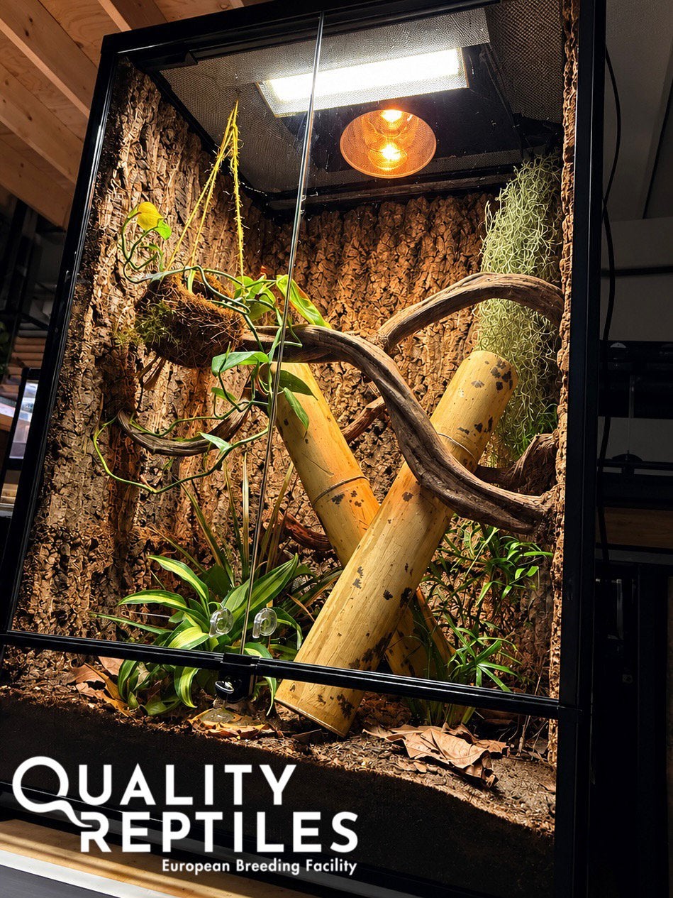 1.1 Gekko pradapdao met of zonder terrarium, Dieren en Toebehoren, Hagedis, Met terrarium, 0 tot 2 jaar
