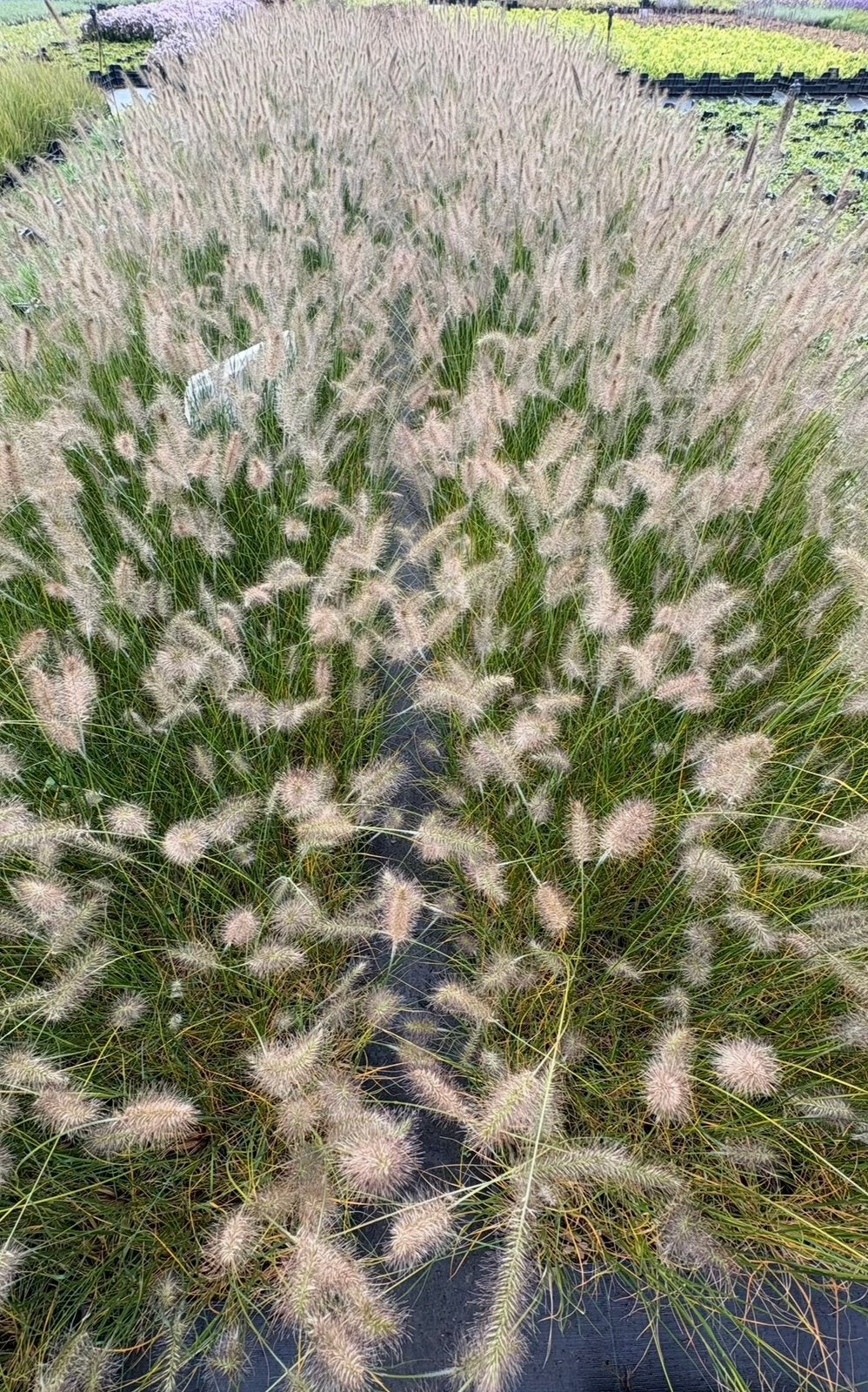Pennisetum Hameln siergrassen in maten, Ophalen of Verzenden