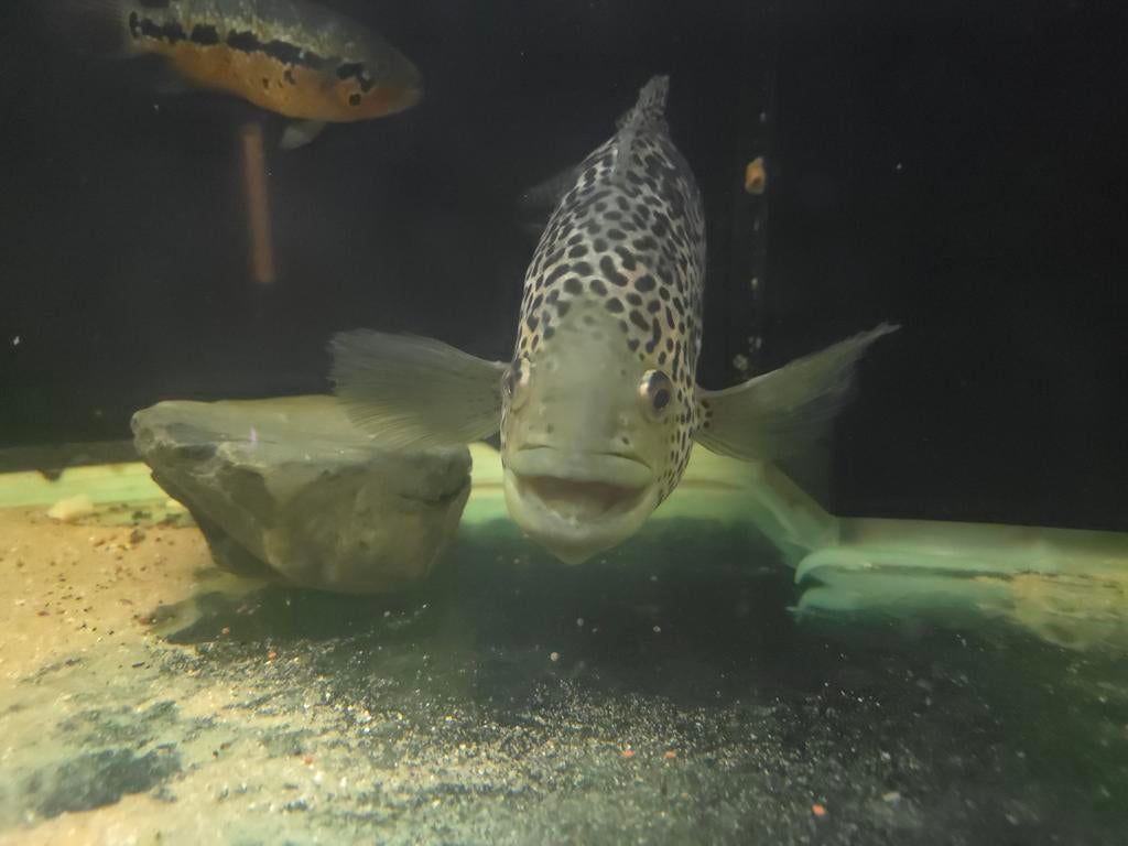 Parachromis managuensis XXL! (Jaguar ciclide ), Vis, Zoetwatervis