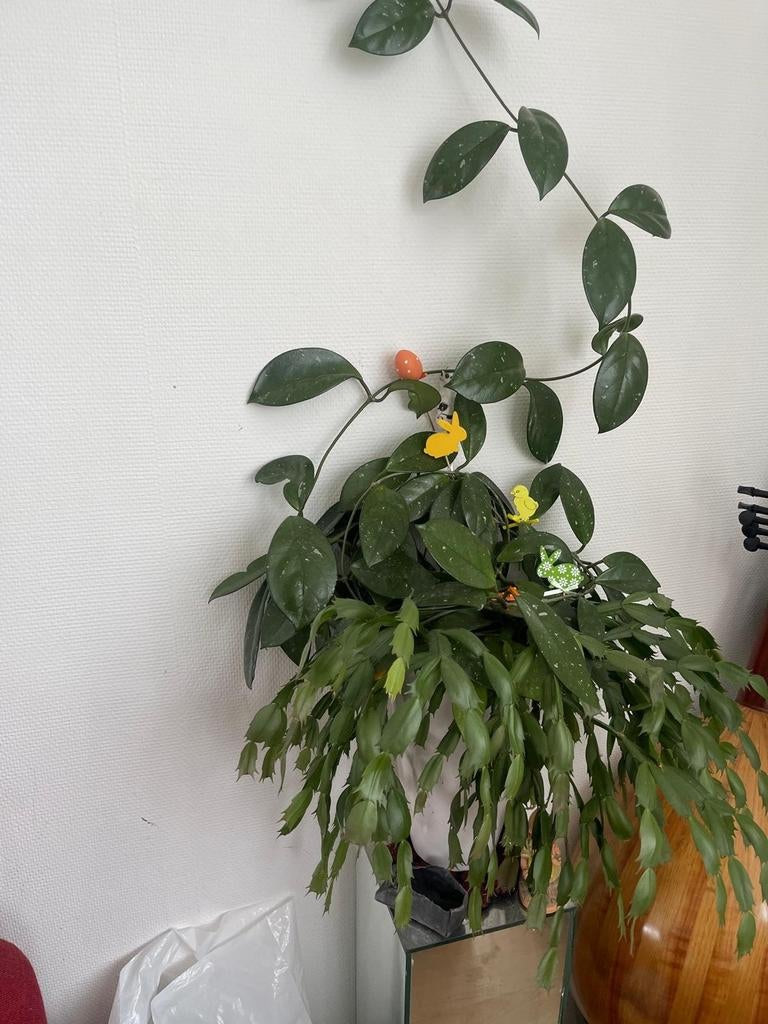 2 planten in 1 pot voor 25e., Huis en Inrichting, Kamerplanten, Ophalen, 100 tot 150 cm