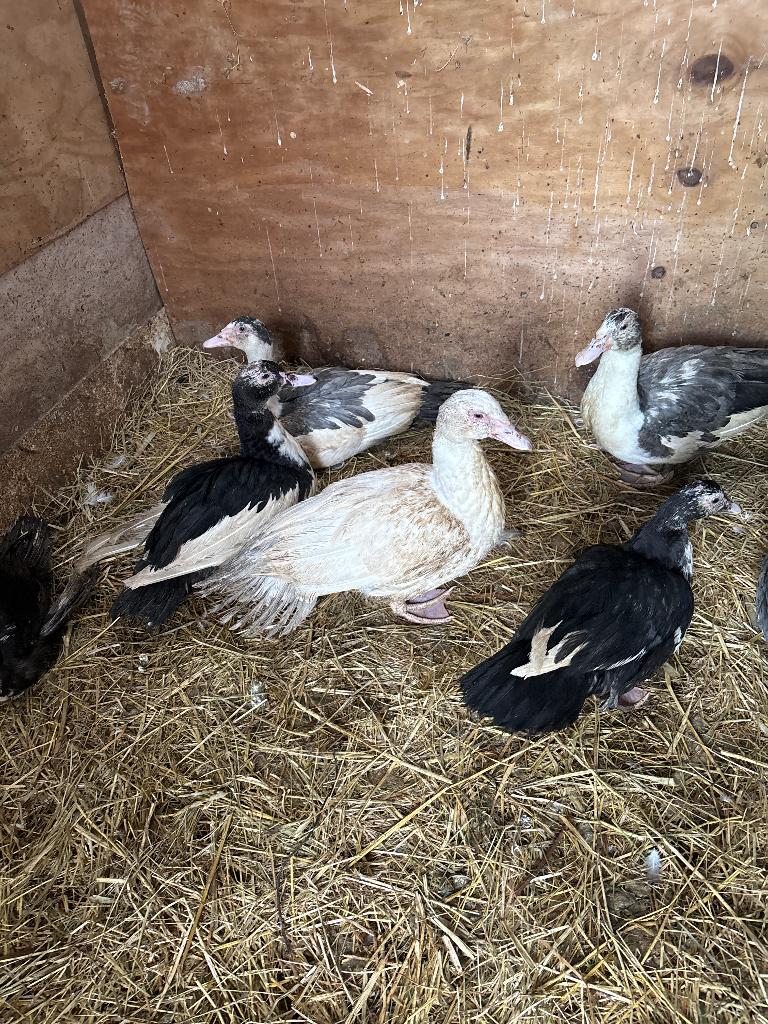 Kaaps eenden, Meerdere dieren, Eend