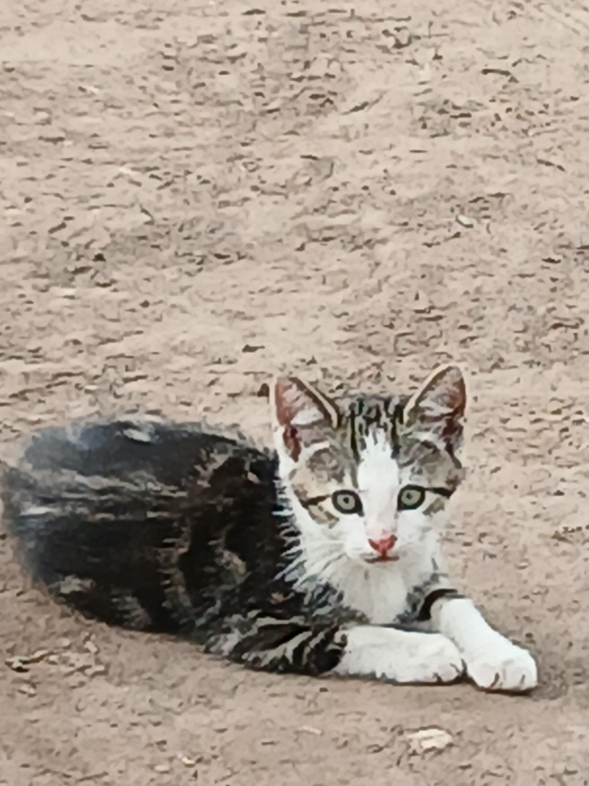 Kittens, Dieren en Toebehoren, Katten en Kittens | Overige Katten, Poes, Langharig, 0 tot 2 jaar