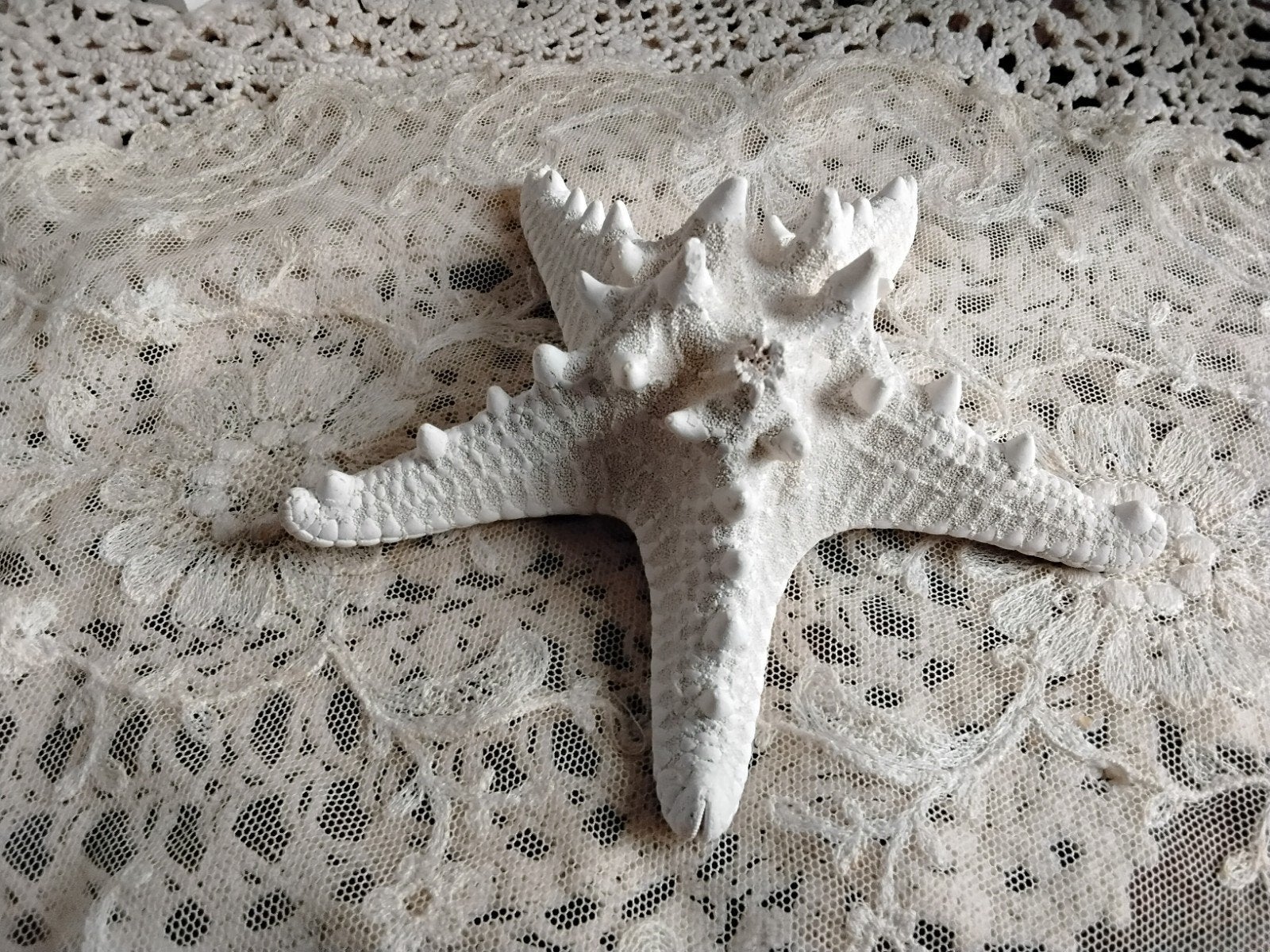 mooie zee ster, Verzamelen, Mineralen en Fossielen, Ophalen of Verzenden
