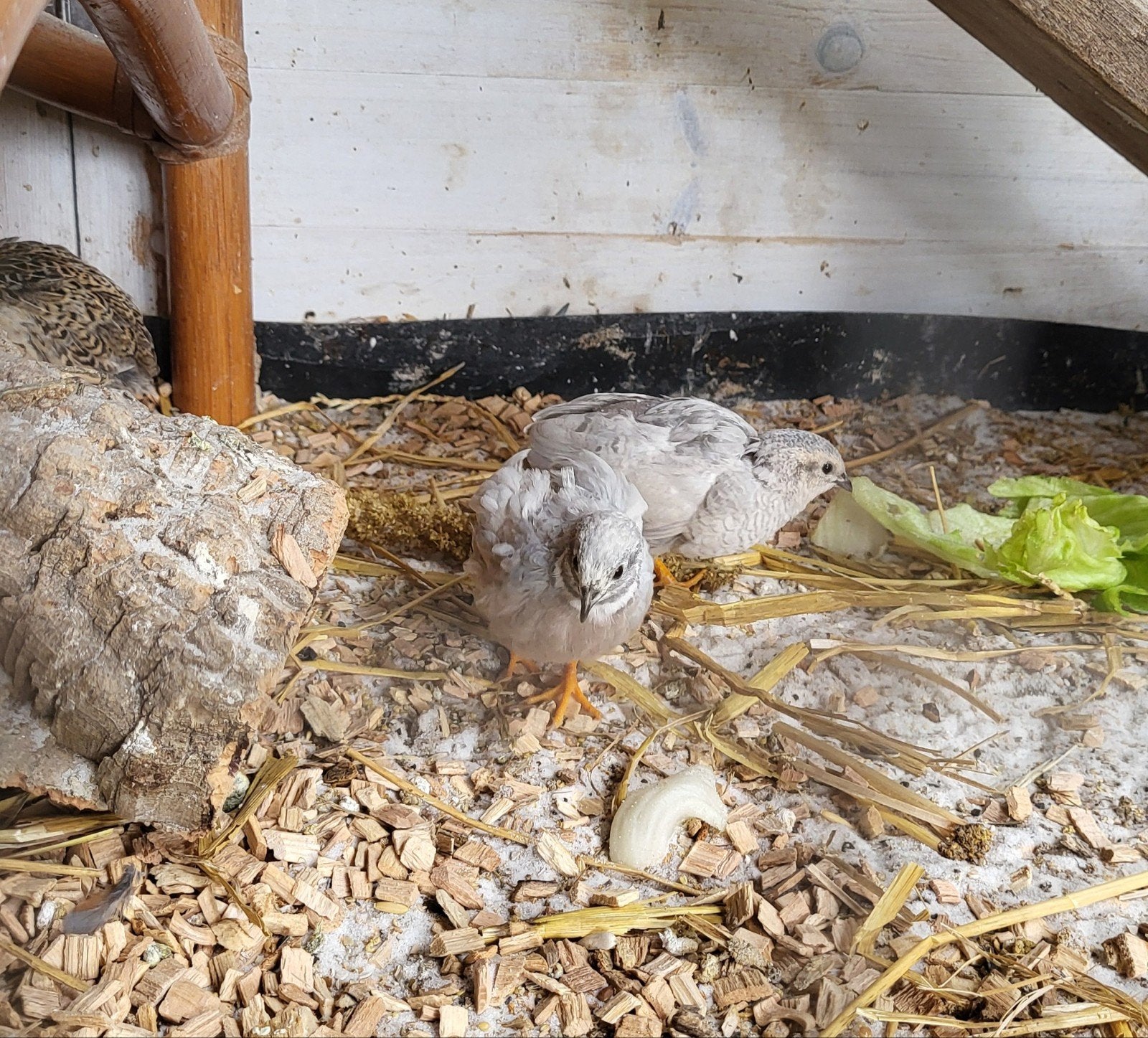 Koppel Chinese Dwergkwarteltjes, Meerdere dieren