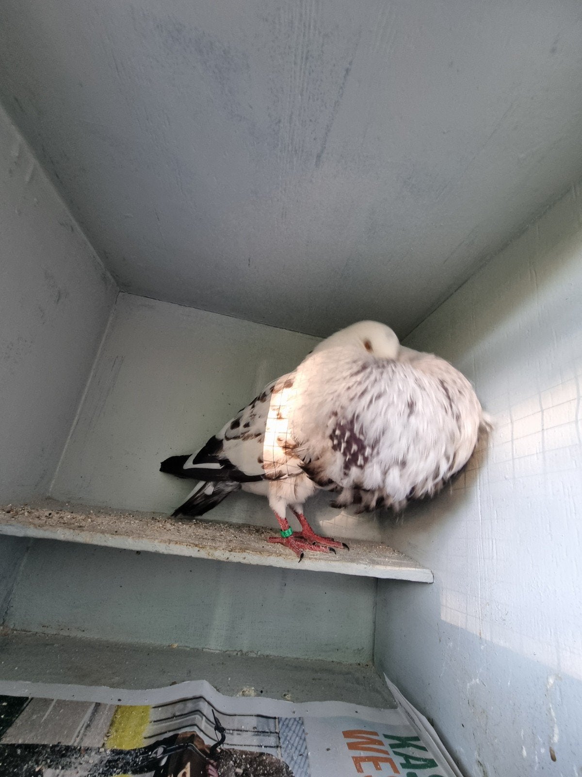 Gaditano duivin, Dieren en Toebehoren, Vogels | Duiven, Vrouwelijk, Kropper