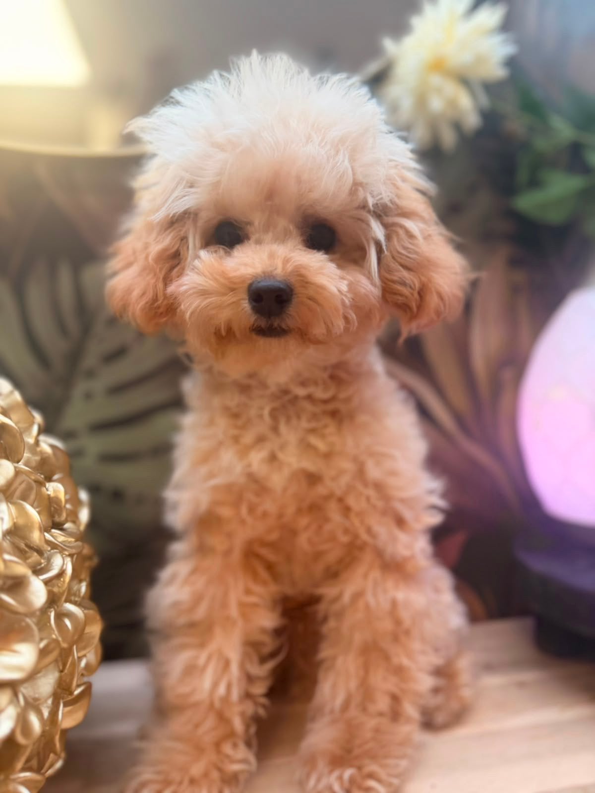 Toy poedel / Toypoedel / Mini, Dieren en Toebehoren, Poedel, 15 weken tot 1 jaar, Reu, Eén hond