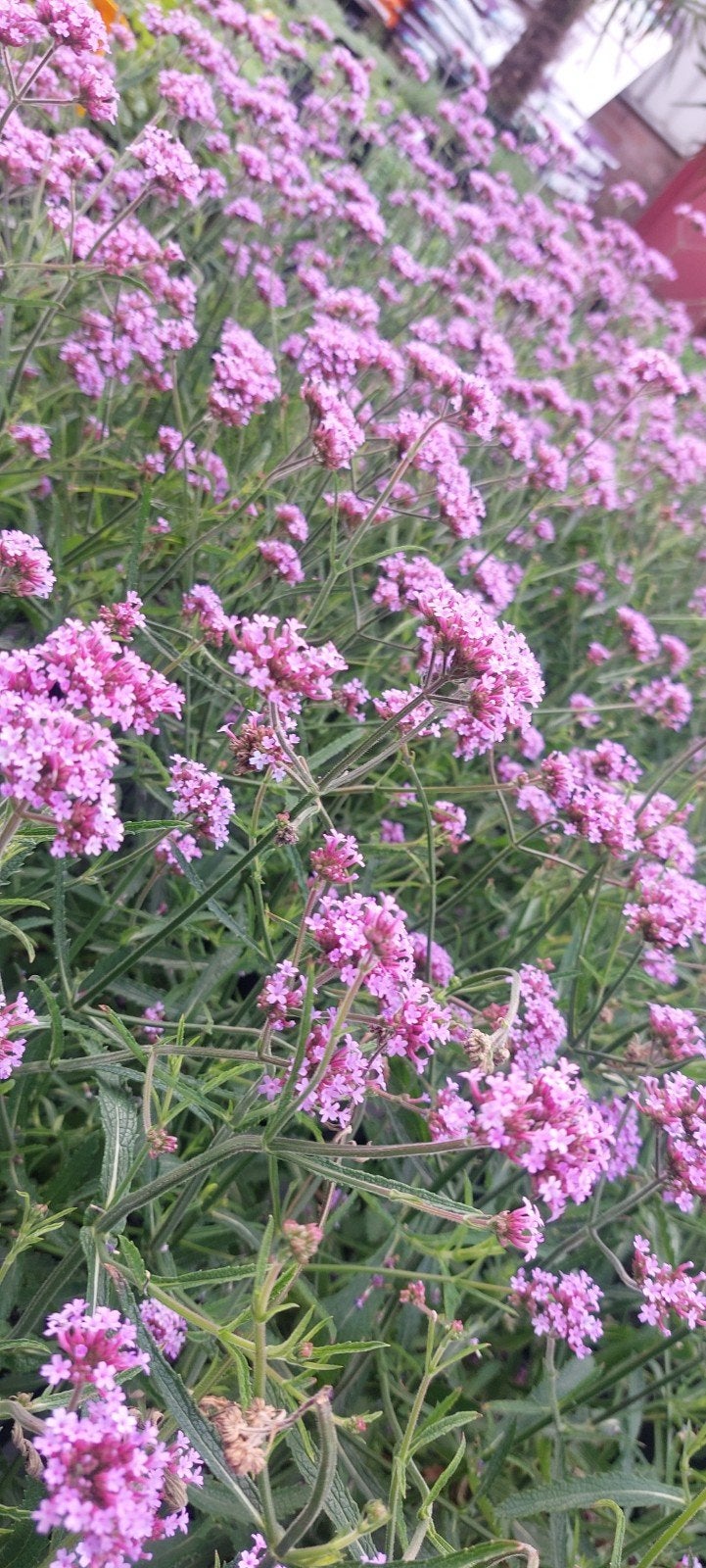 verbena ijzerhard, Tuin en Terras, Planten | Tuinplanten, Ophalen of Verzenden, Overige soorten, Volle zon