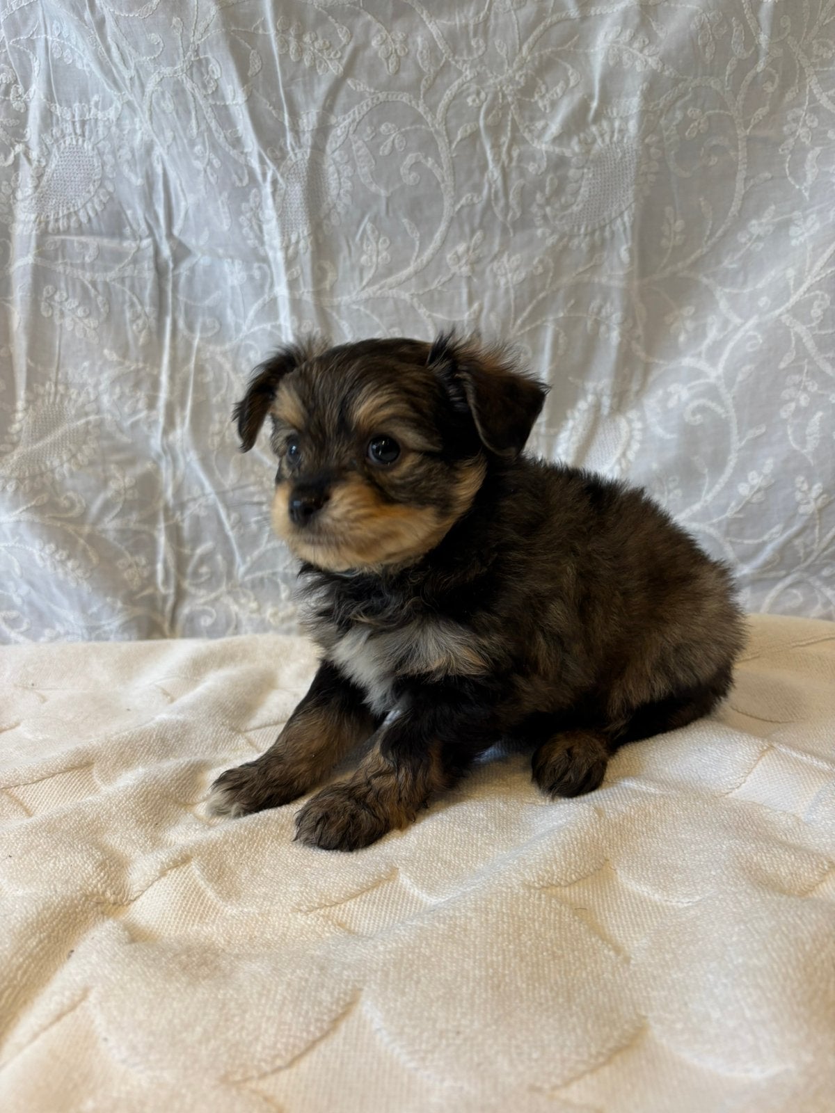 Pomapoo Pups, Dieren en Toebehoren, Parvo, 8 tot 15 weken, Eén hond, Nederland