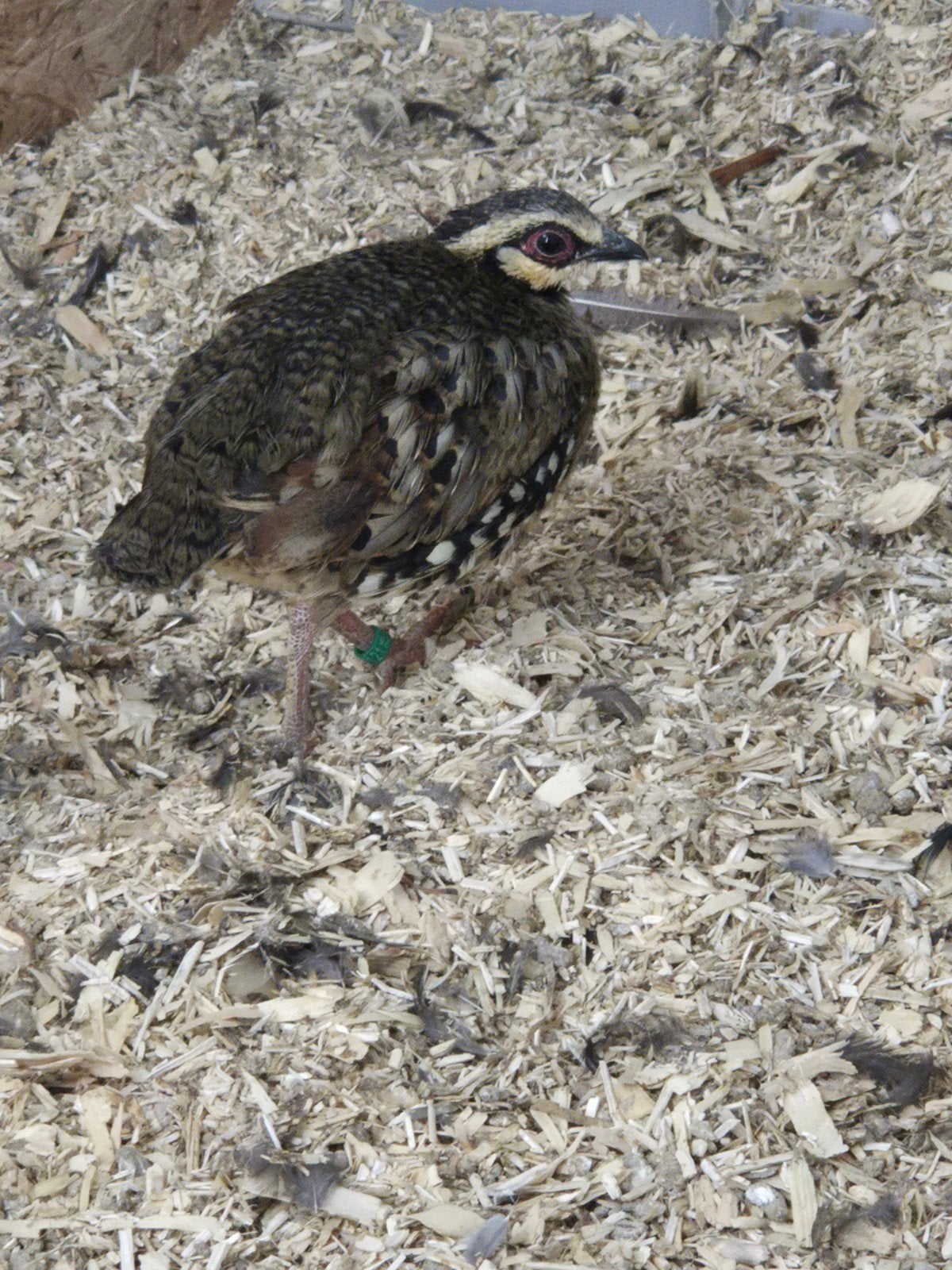 Bruinborst Bospatrijs, Dieren en Toebehoren, Meerdere dieren, Tropenvogel, Geringd