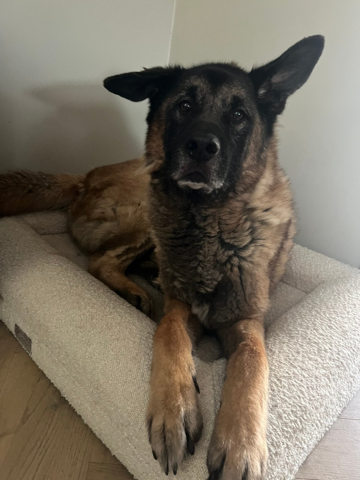 Opzoek naar een goed huisje voor onze lieve hond, 6 jaar of ouder, Reu, Parvo, Eén hond
