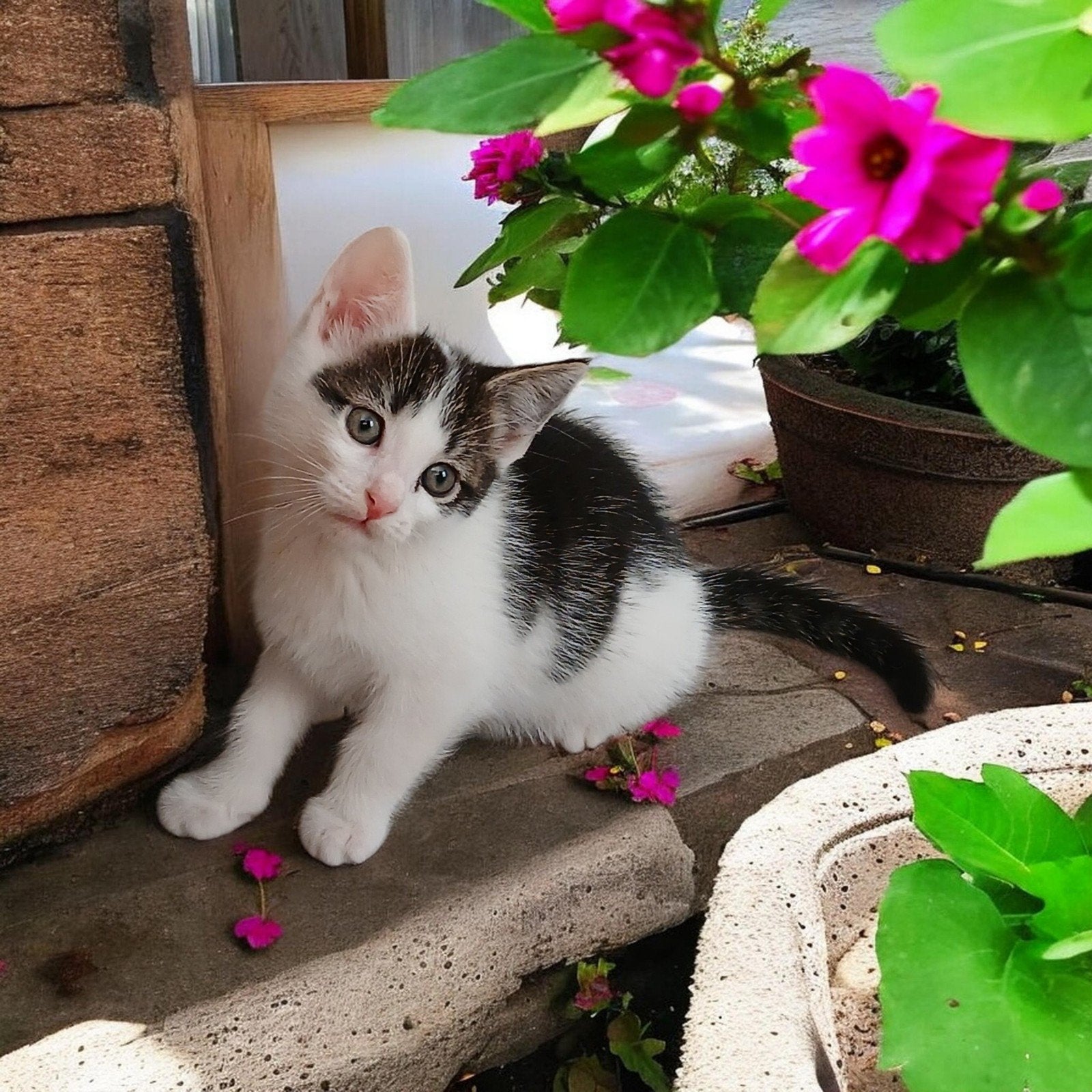 Europese korthaar kittens Ontwormt,vlo vrij,zindelijk, Dieren en Toebehoren, Poes, Ontwormd, 0 tot 2 jaar