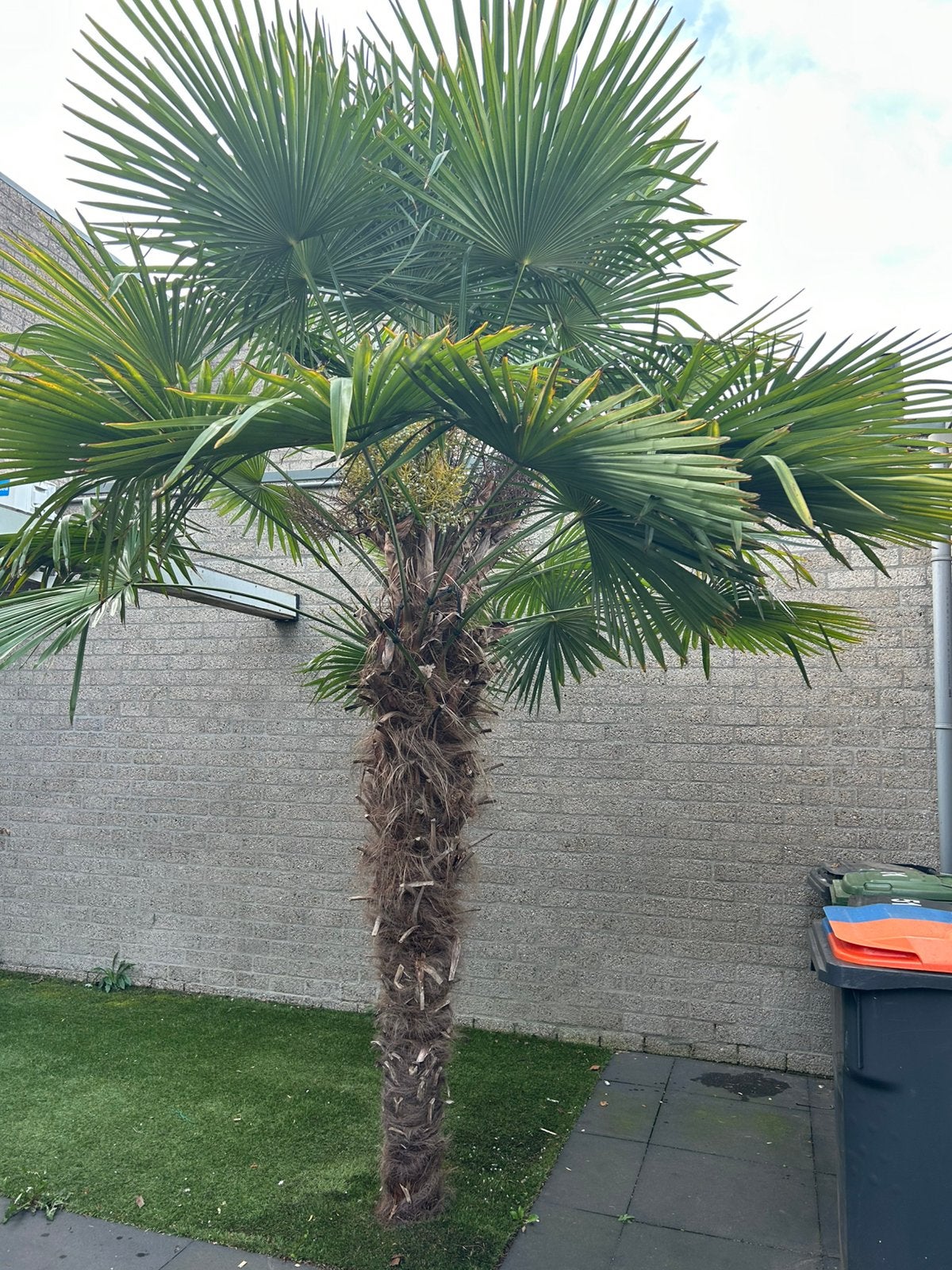 Palmboom trachycarpus fortunei, 250 tot 400 cm, Zomer, Palmboom, Ophalen