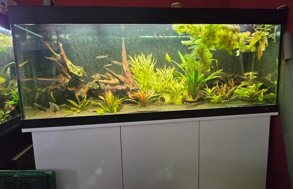 Rio 450 incl. Kast en filter, Dieren en Toebehoren, Ophalen