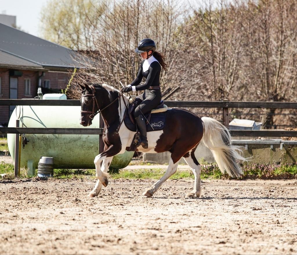 Knappe bonte ruin, Dieren en Toebehoren, Pony's, Ruin, L, D pony (1.37m tot 1.48m), 11 jaar of ouder, Met stamboom, Gechipt, Ontwormd