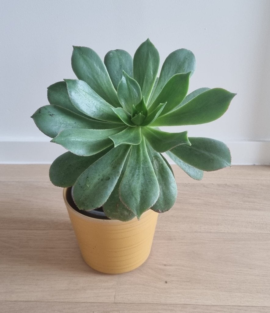 Echeveria vetplant in gele pot, +/- 30 cm hoog, Huis en Inrichting, Vetplant, Ophalen of Verzenden, In pot, Minder dan 100 cm