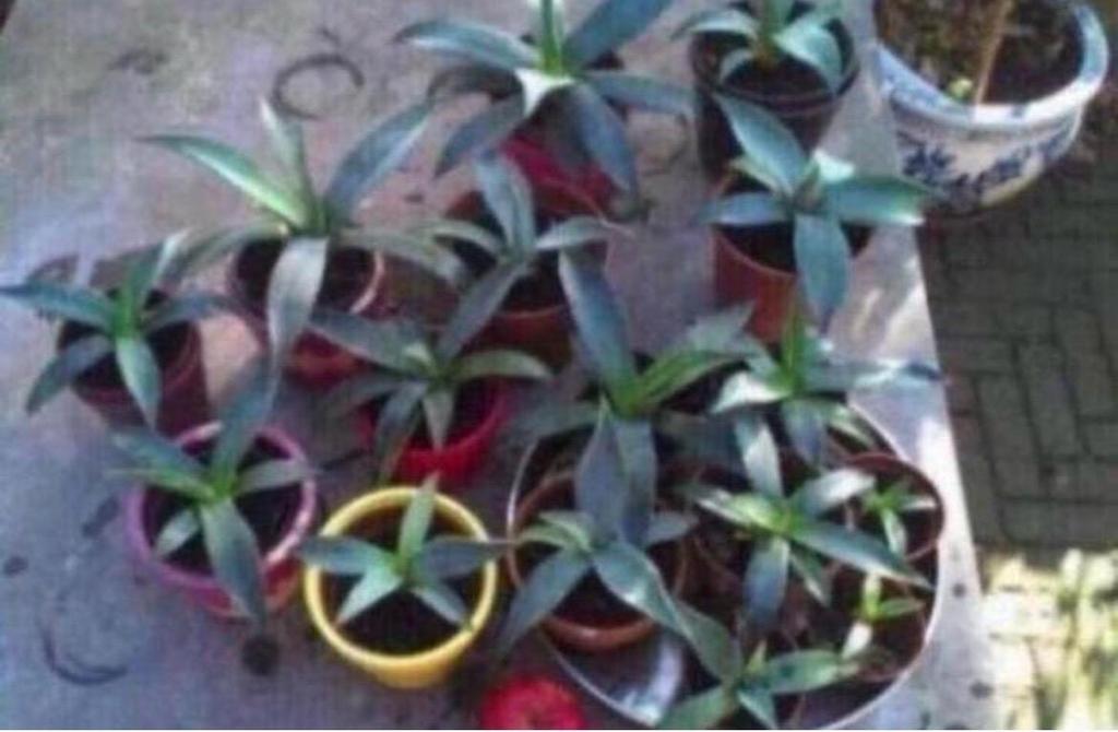 Biologische Nederlandse makkelijke Blauwe Agave heel veel, Ophalen of Verzenden, Halfschaduw, Minder dan 100 cm
