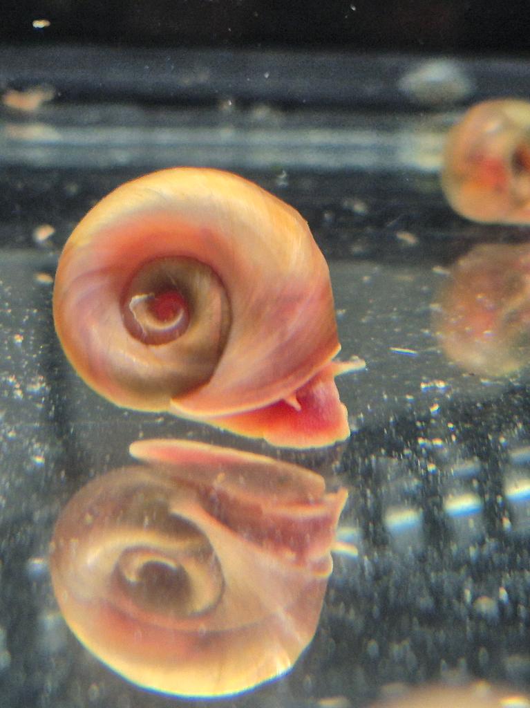 Posthoornslakken (Planorbarius corneus), 50 voor 17,50 euro, Dieren en Toebehoren, Slak of Weekdier, Zoetwatervis