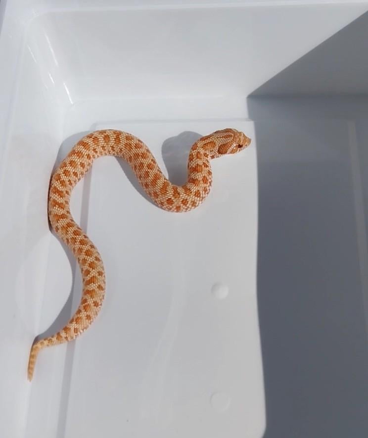 2.1 Heterodon nasicus 2025, Dieren en Toebehoren, Slang, Tam, 0 tot 2 jaar