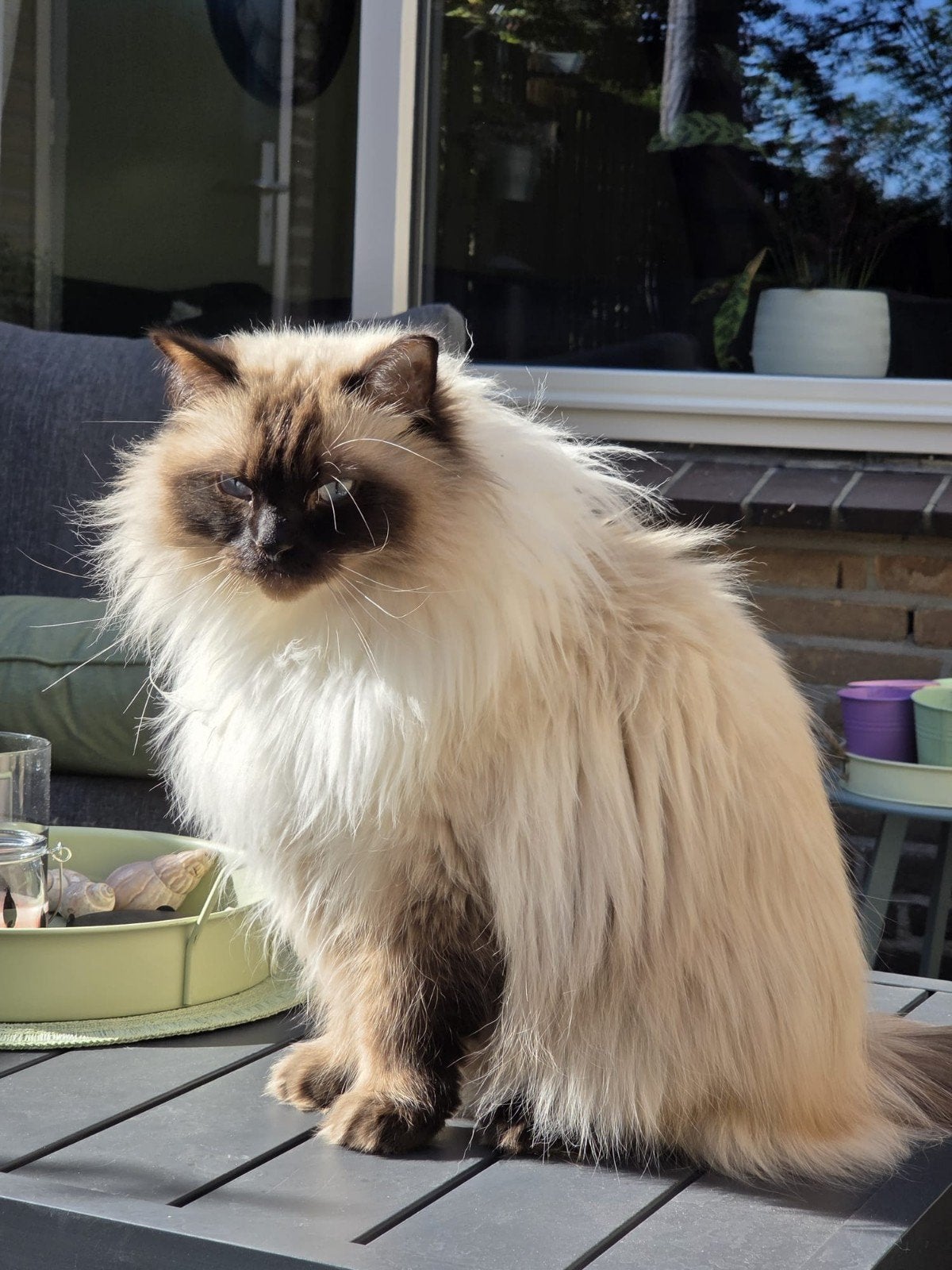 Goed huisje gezocht, Kater