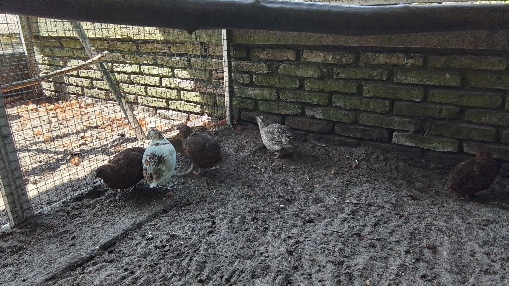Japanse kwartels, Dieren en Toebehoren, Meerdere dieren, Overige soorten