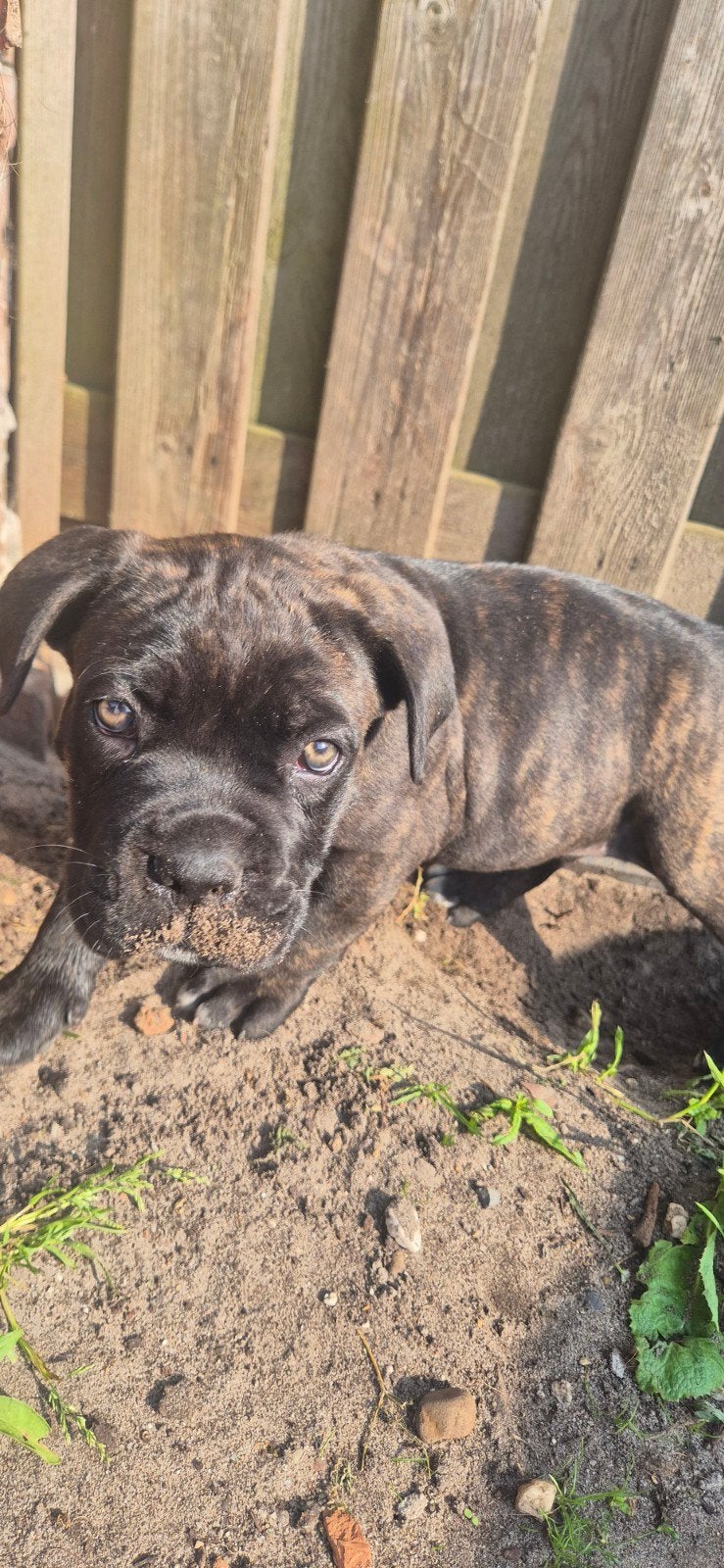 Cane corso pups, Overige rassen, 8 tot 15 weken, Meerdere, Meerdere dieren