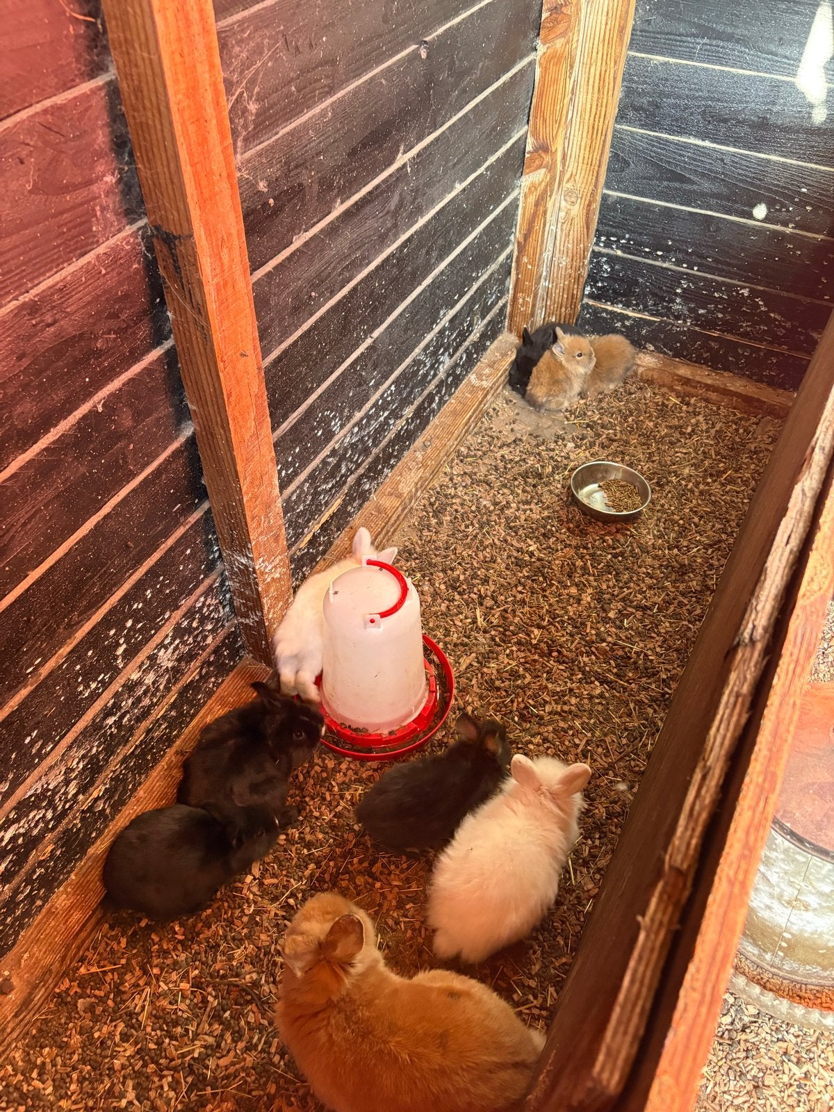 Konijntjes, Dieren en Toebehoren, Knaagdieren, Juni, Geslacht onbekend, Overige typen