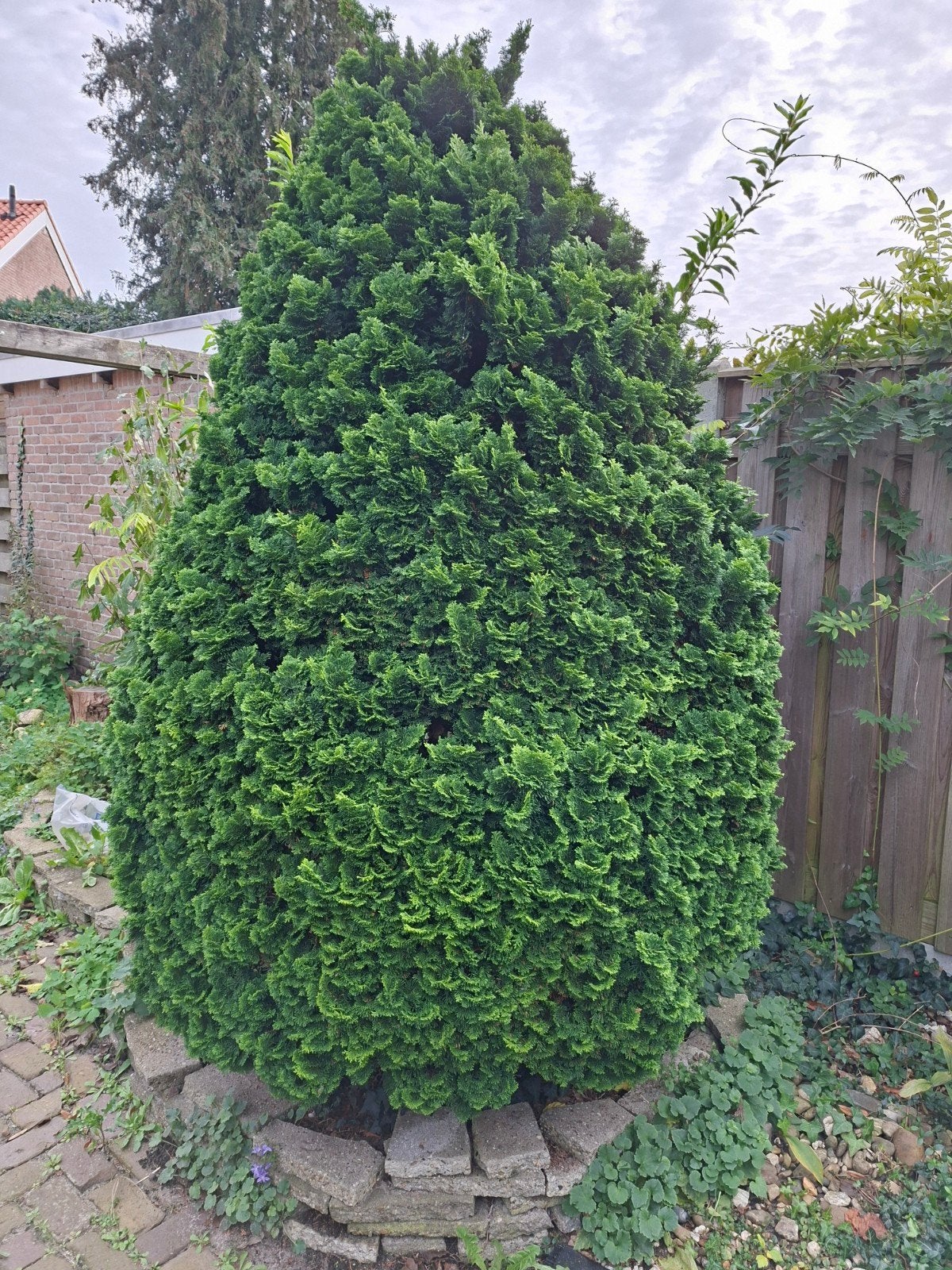 Diverse tuinplanten: Conifeer, Aucuba en Camellia. GRATIS!!, Vaste plant, Bloeit niet, Halfschaduw, Ophalen