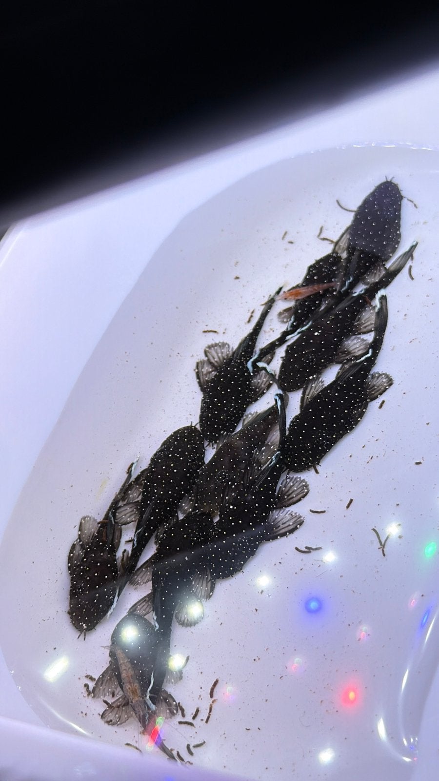❗️ACTIE❗️L181 peppermint pleco, Dieren en Toebehoren, Vissen | Aquariumvissen, Vis