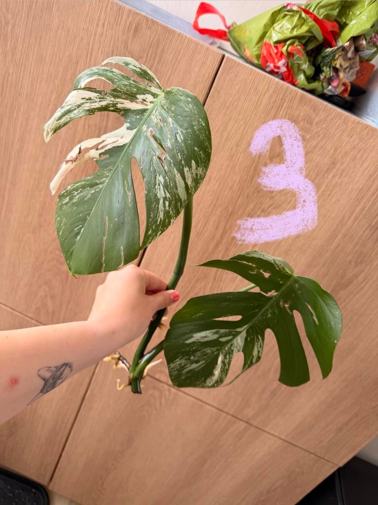 Monstera Variegata stekken, Huis en Inrichting, Kamerplanten, Ophalen, Overige soorten, Halfschaduw, Minder dan 100 cm