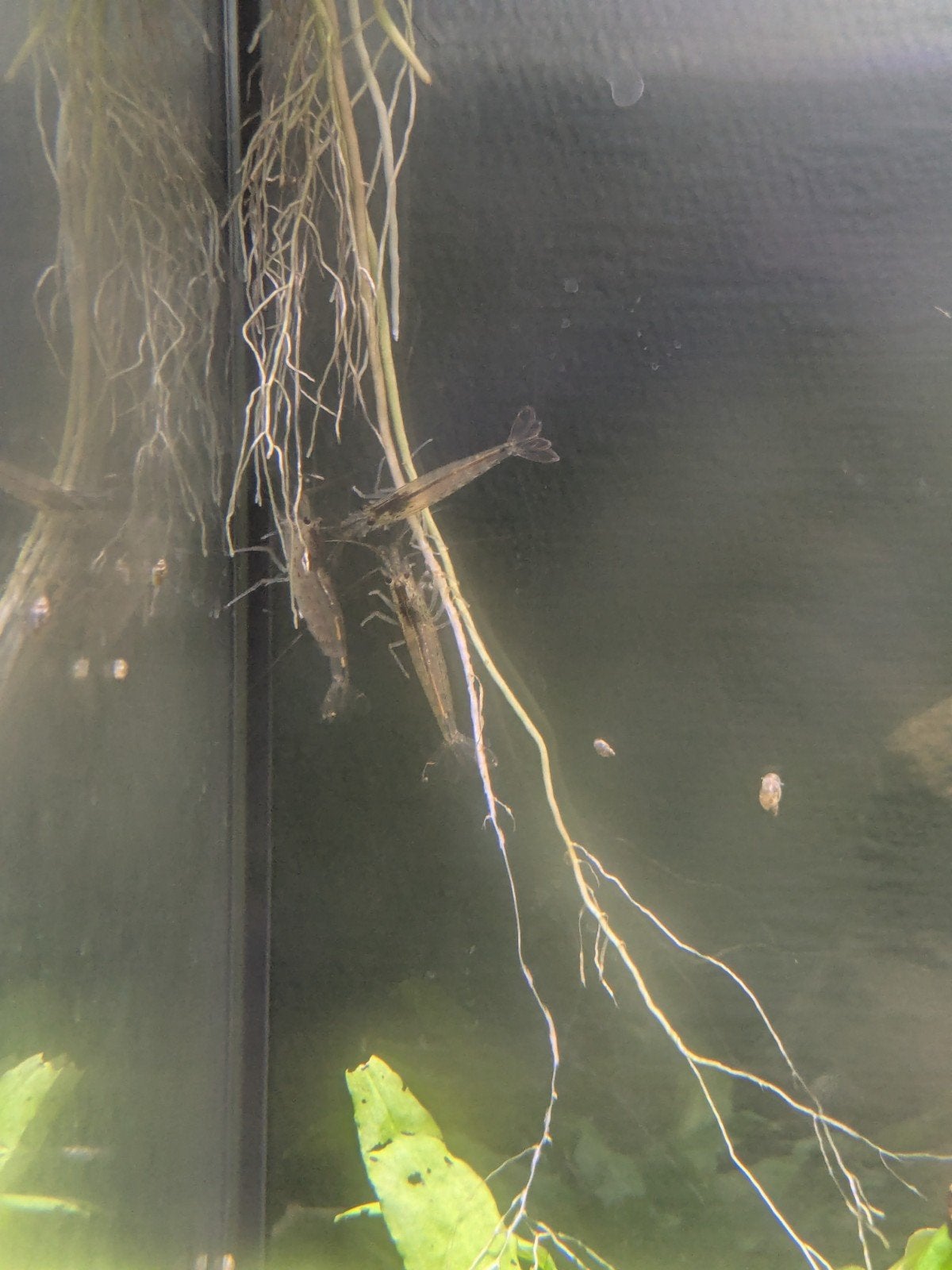3 volwassen Japonica / Amano garnalen, Dieren en Toebehoren, Kreeft, Krab of Garnaal