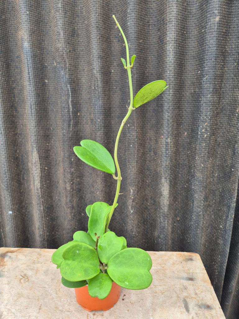 Hoya Kerrii p12 (4)