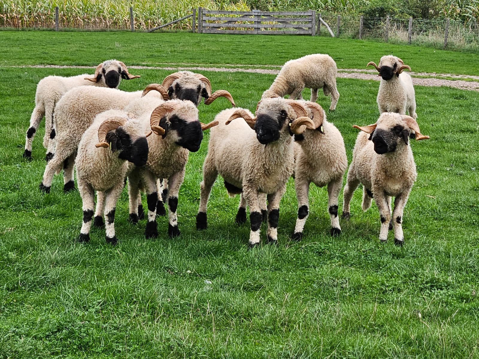 Walliser schwarznase stamboek rammen te koop!, Mannelijk, Schaap