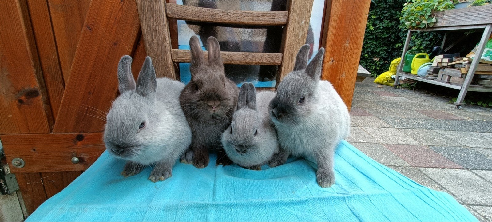 Jonge kleurdwergen/dwergkonijnen, Dieren en Toebehoren, Konijnen, Meerdere dieren, Dwerg, 0 tot 2 jaar