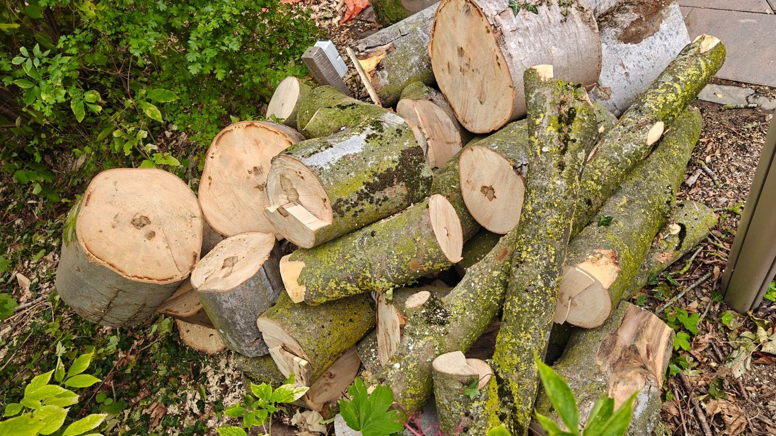 haardhout Esdoorn, Minder dan 3 m³, Ophalen, Overige houtsoorten, Stammen