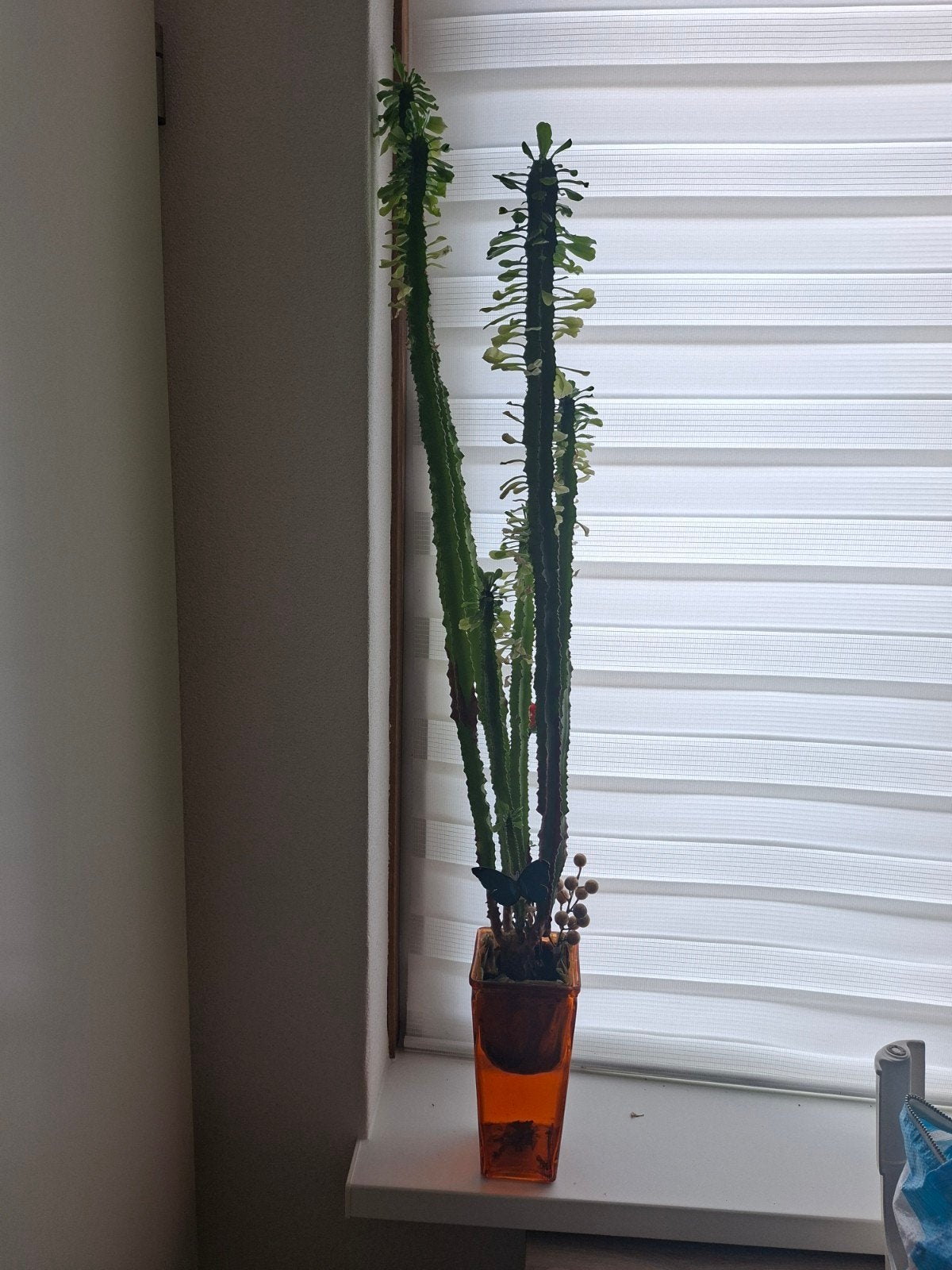 Grote Euphorbia Trigona Cactus in Pot, Huis en Inrichting, Kamerplanten, Ophalen, 150 tot 200 cm, In pot, Cactus
