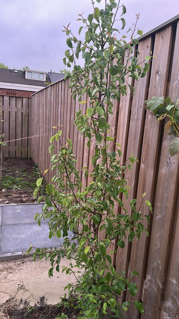 Jonge Appelboom - Ideaal voor uw tuin!, Tuin en Terras, Planten | Fruitbomen, Lente, Volle zon, Ophalen of Verzenden, Appelboom