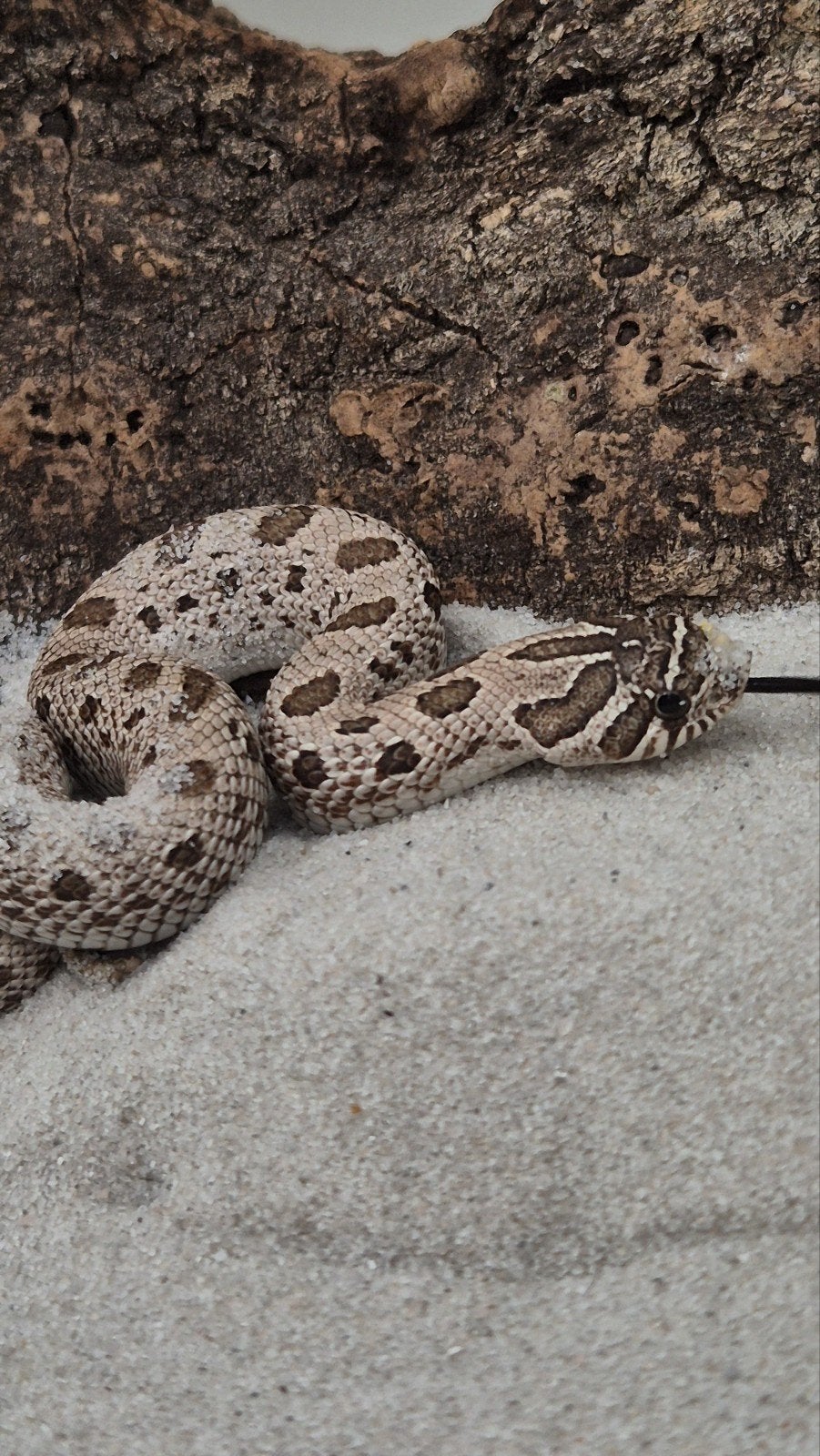 Haakneusslang het maitai Hognose Snake - female for sale from De Jong