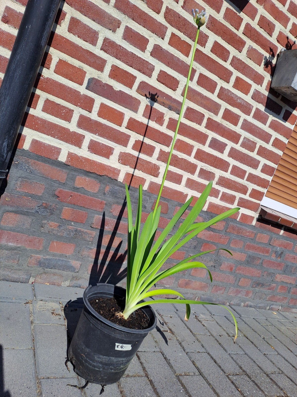 Afrikaanse lelie/agapanthus met bloem, Ophalen